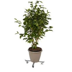 Plateau de manutention croix 100 kg Diall