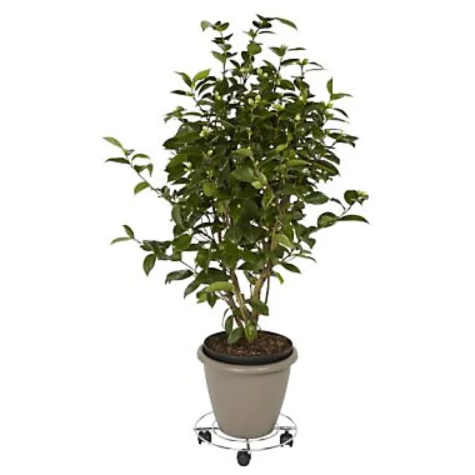 Plateau de manutention rond 60 kg Diall