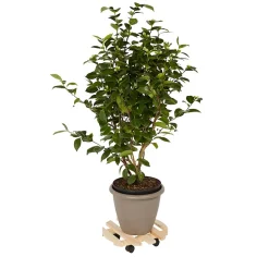 Plateau de manutention rond Diall 80 kg