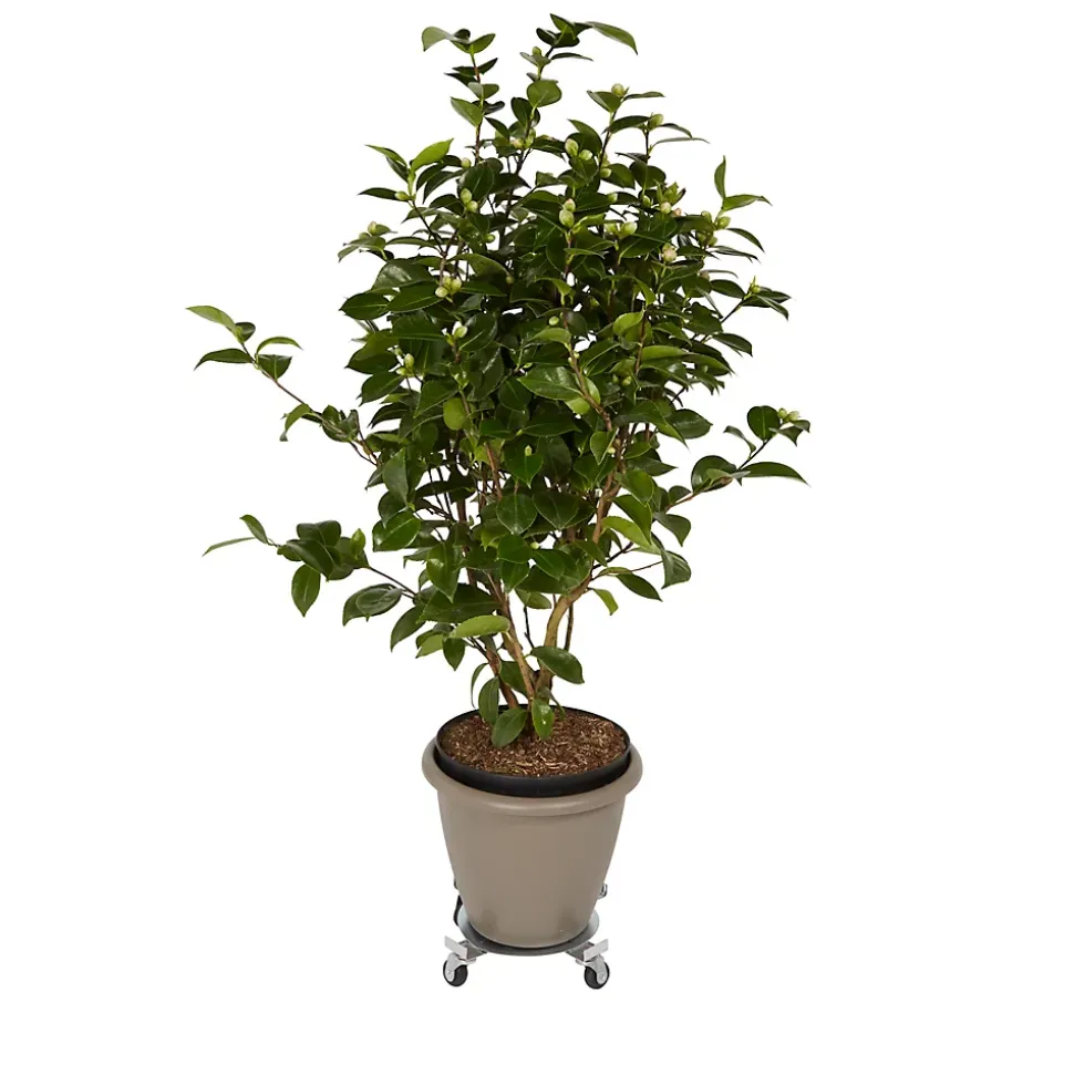 Plateau de manutention rond 30 kg Diall